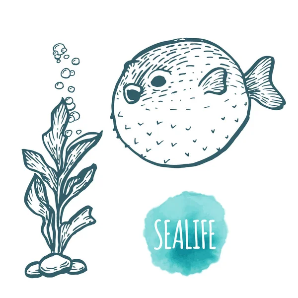 Fugu poisson dessin sur fond blanc. Illustration dessinée à la main . — Image vectorielle