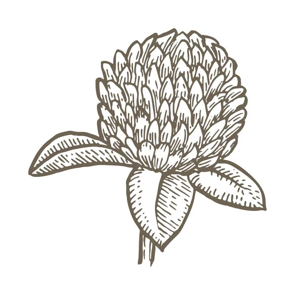 Flor de trébol aislada sobre fondo blanco. Set de ilustraciones botánicas simples. Bosquejo dibujado a mano — Vector de stock