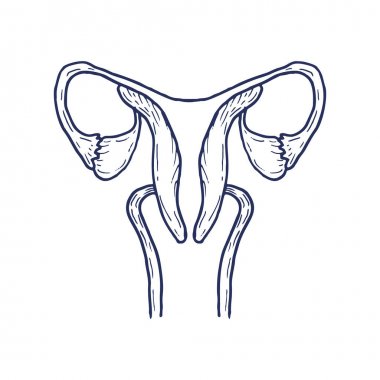 Rahim yumurtalık, serviks, fallop tüpleri üzerinde arka izole. Kadın üreme sistemi.
