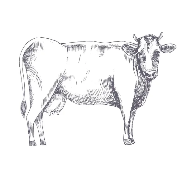 牛手描きベクトル図 — ストックベクタ