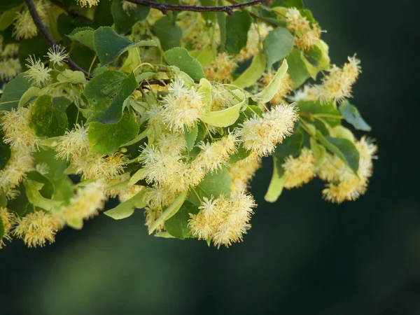 Branches of flowering linden — Stock Photo, Image