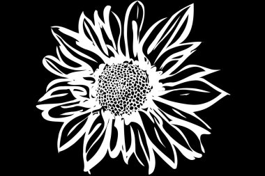 güzel sonbahar çiçek krizantem