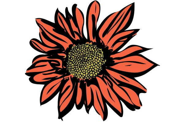 Hermoso crisantemo de flores de otoño — Vector de stock