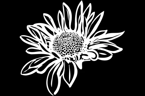 Bellissimo crisantemo fiore autunnale — Vettoriale Stock