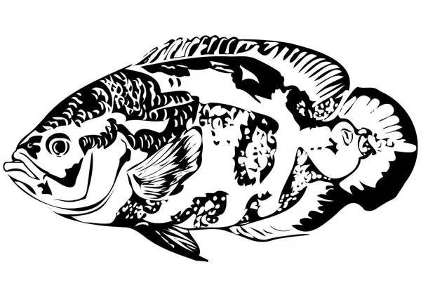 Όμορφο ενυδρείο ψάρια Astronotus — Διανυσματικό Αρχείο