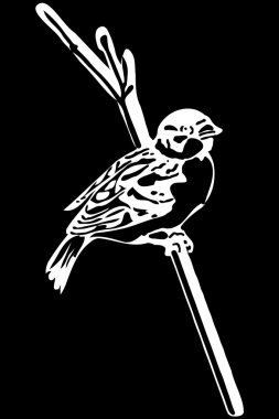 bir şube serçe küçük kuş