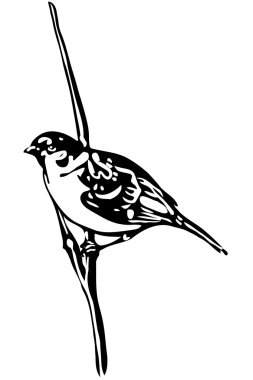 bir şube serçe küçük kuş