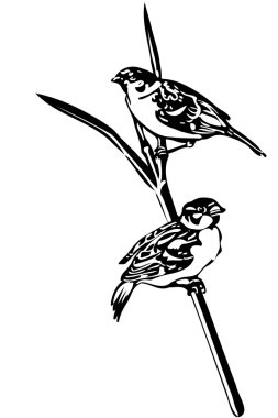  bir şube serçe küçük kuş