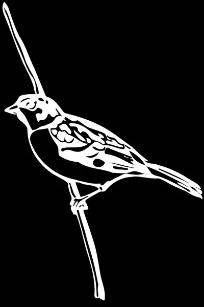 Bir şube serçe küçük kuş — Stok Vektör