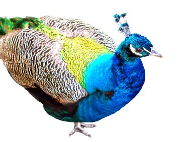 Beyaz bir arka plan üzerinde kuş tavuskuşu