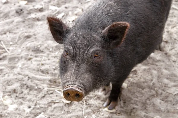 Imagen del hocico de cerdo adulto negro —  Fotos de Stock