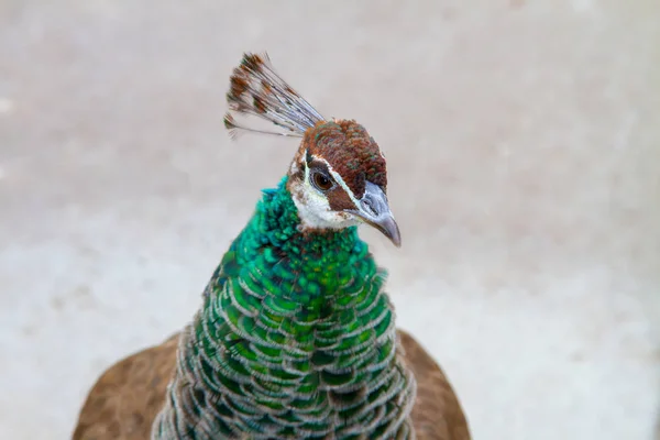 Beautiful young animal bird peacock — Stock Photo, Image