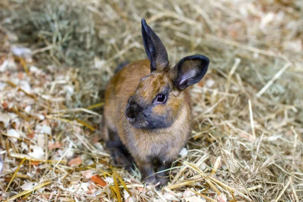 Petit lapin rouge assis sur la paille — Photo