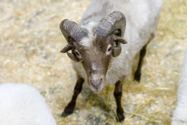 Volwassen schaap met hoorns op zoek naar jou — Stockfoto