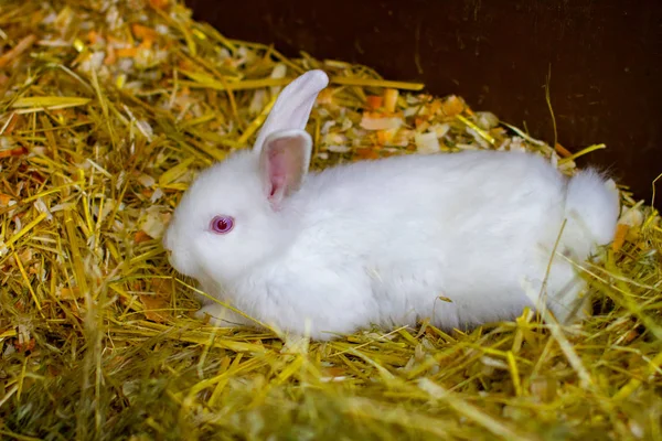 Pequeño conejo blanco sentado sobre paja — Foto de Stock