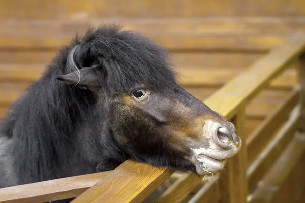 Beetje paard pony gluren uit de behuizing — Stockfoto