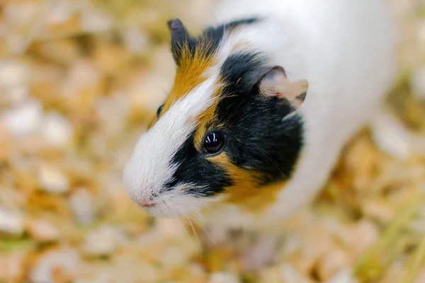 Kleines Haustier Nagetier Meerschweinchen im Käfig — Stockfoto