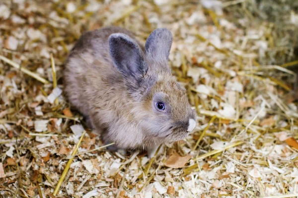 Kleiner roter Hase sitzt auf Stroh — Stockfoto