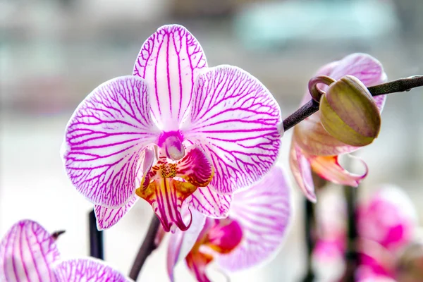 Pąk piękny kwiat orchidei pasiasty Pokój — Zdjęcie stockowe