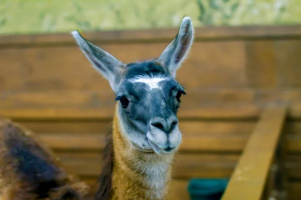 Güzel memeli otobur lama büyük kuş kafesi — Stok fotoğraf