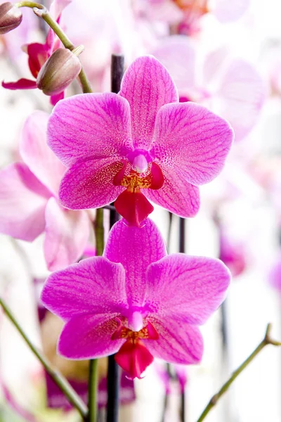 Pokój piękny różowy kwiat orchidei — Zdjęcie stockowe