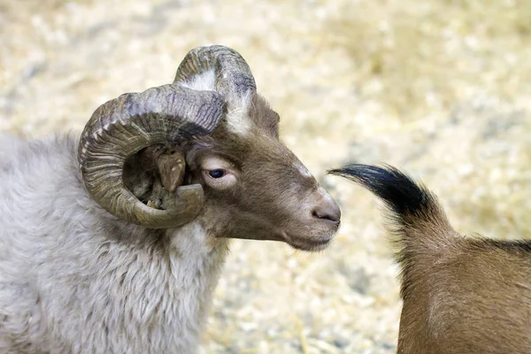 Animal de estimação aríete com chifres de uma cabra é — Fotografia de Stock