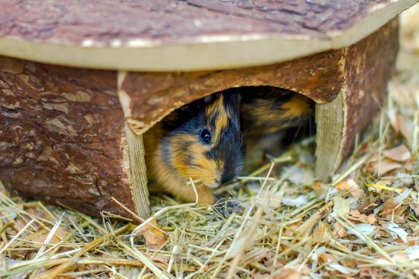 Pequeña mascota de pelo rojo conejillo de indias en la casa — Foto de Stock