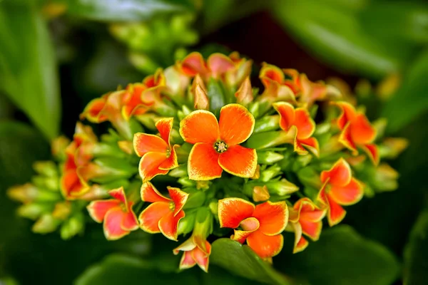 Hermosa flor de habitación flores rojas — Foto de Stock