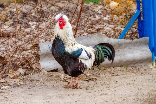 Pet on a farm bird rooster — Stock Photo, Image