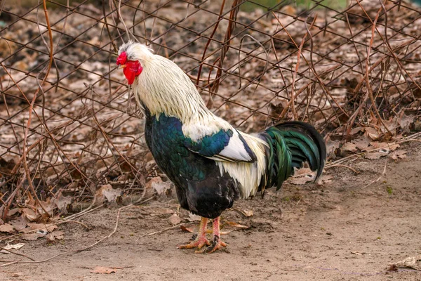 Pet on a farm bird rooster — Stock Photo, Image