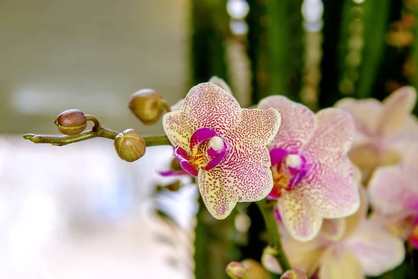 Piękny kwiat Pokój kwitnienia zauważył Orchidea — Zdjęcie stockowe