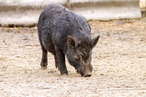 Säugetierschwein im schwarzen Gehege — Stockfoto