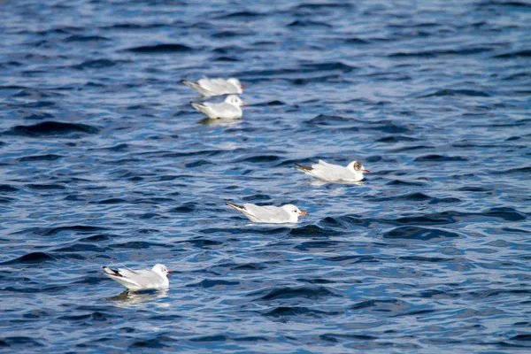 Möwe schwimmt auf den Wellen — Stockfoto