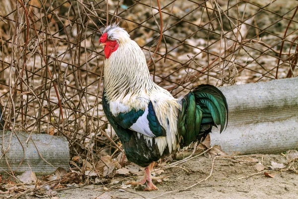 Pet on a farm bird rooster — Stock Photo, Image