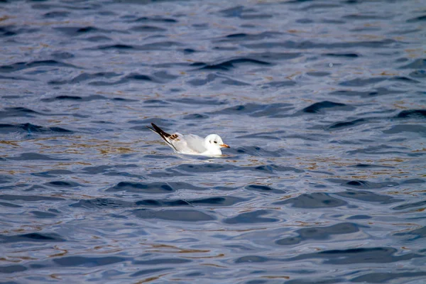 Gaviota mascota flota en las olas — Foto de Stock