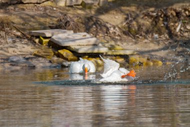 bir su birikintisi üstünde evde beslenen hayvan beyaz kaz paws