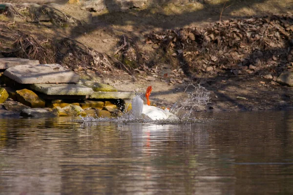 Pet white goose paws in the top on a pond — Stock Photo, Image