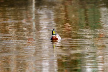 hayvan vahşi bir drake bir gölet üzerinde yüzüyor