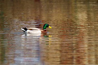 hayvan vahşi bir drake bir gölet üzerinde yüzüyor