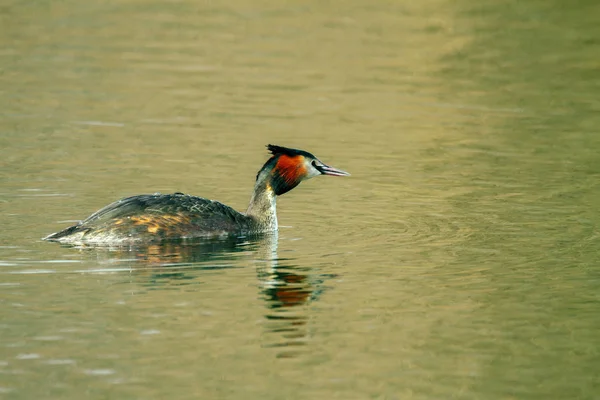 Animal salvaje pájaro Podiceps cristatus flotando en el agua —  Fotos de Stock