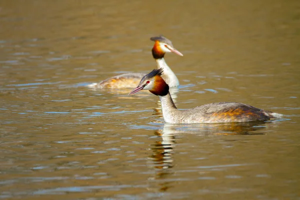 Zvířecí dvojice volně žijících ptáků Podiceps cristatus plovoucí na vodě — Stock fotografie