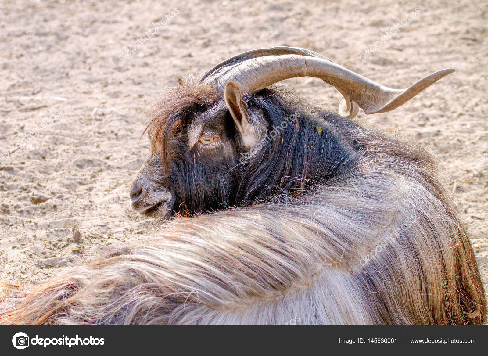 Chèvre animale aux cornes raides et à la laine longue reposant — Photo de  stock par ©Artex67 - 145930061, image size:1600x1167