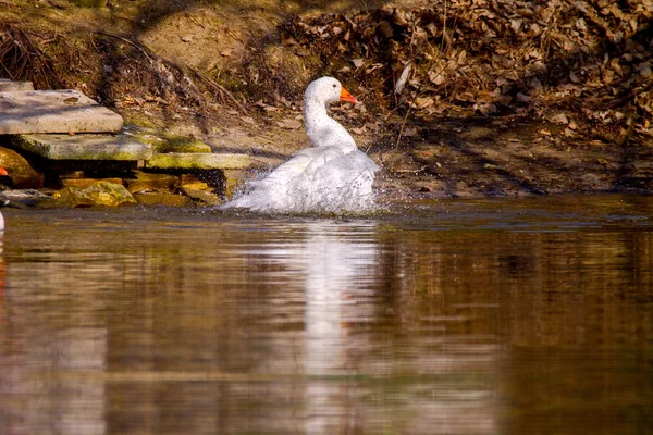 Eine weiße Gans schwimmt auf einem Teich — Stockfoto
