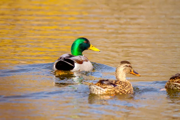 Zvířata divoká kačera a kachnu plavit na rybník — Stock fotografie