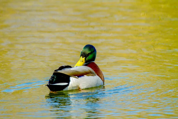 Animal um dreno selvagem nada em uma lagoa — Fotografia de Stock