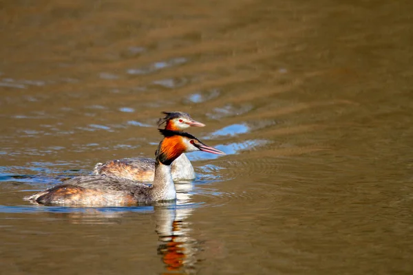 animal pair of wild birds Podiceps cristatus floating on water