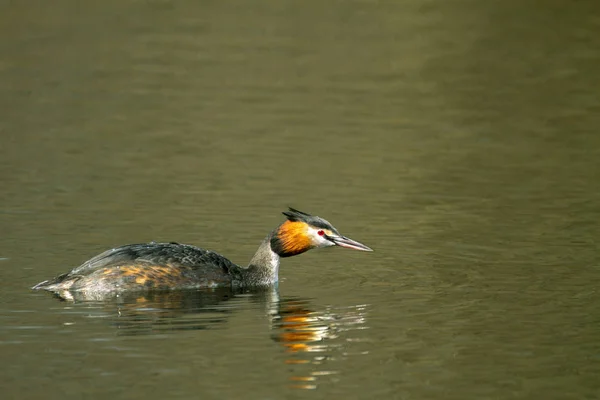 animal wild bird Podiceps cristatus floating on water