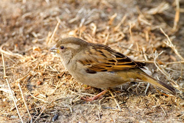 Gorrión pájaro animal salvaje en el suelo en busca de comida — Foto de Stock