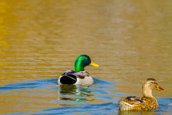 Animal un dragón salvaje y una vela de pato en un estanque — Foto de Stock