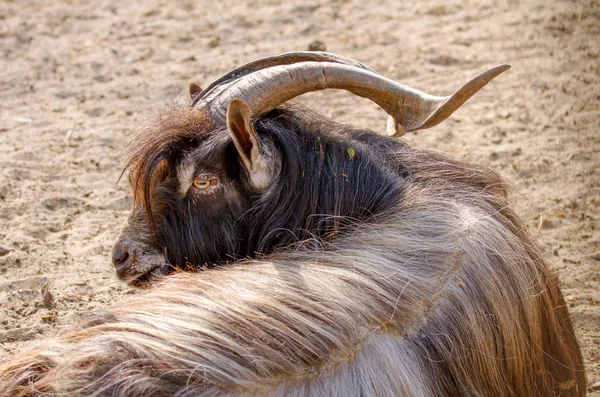 Animal goat with steep horns and long wool resting — Stock Photo, Image